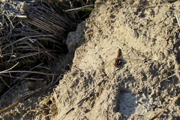 bug on the sand