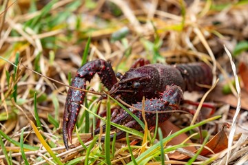 Specimen of American crab, invasive species, found in a park in Gran Canaria.