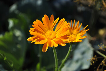 yellow flower in the garden