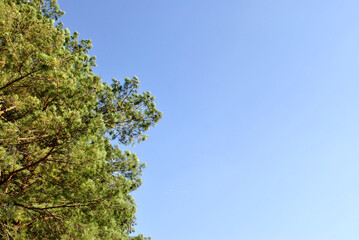 tree against blue sky