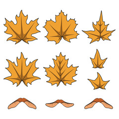 Set of color illustrations with yellow autumn maple leaves and seeds. Isolated vector objects on white background.