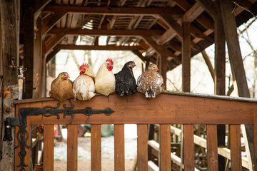 Hühner auf dem Tor