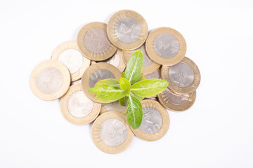 Indian coin with plant top view on white background, money growing concept