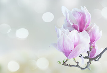 twig with blooming pink magnolia flowers close up over blue gray background with copy space