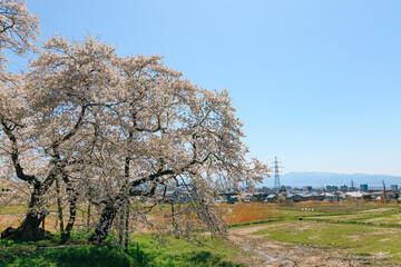 Obraz premium 青空と満開の石部桜