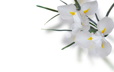 fresh white irises flowers over white background