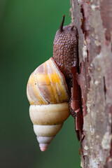 Land snail on tree