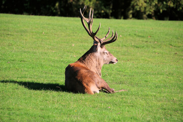 A view of a Red Deer in the Cheshire Countryside on a sunny day