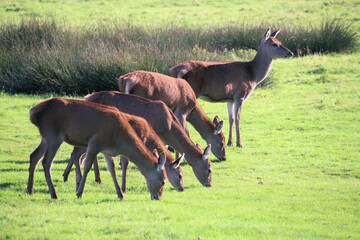 A view of a Red Deer in the Cheshire Countryside on a sunny day