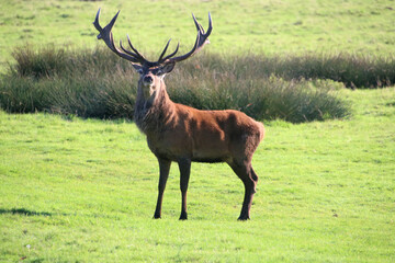 Naklejka na ściany i meble A view of a Red Deer in the Cheshire Countryside on a sunny day