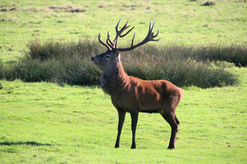 A view of a Red Deer in the Cheshire Countryside on a sunny day