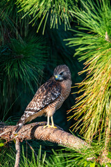 Hawk in pine