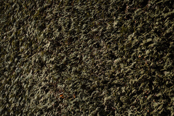 A textured moss-covered wall in close-up