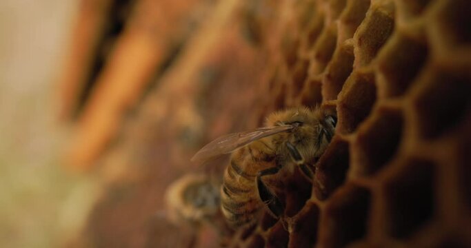 Bees and honeycomb macro close-up