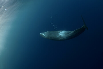 Sperm whale is relaxing near the surface. Snorkeling with the whales. The biggest toothed whale...