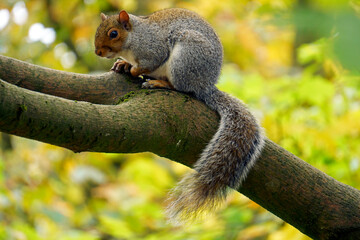 squirrel in the park