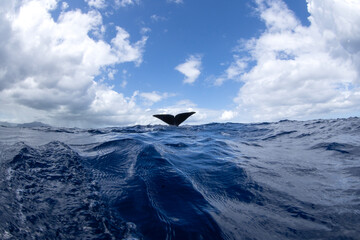 Tail of sperm whale on the surface. Sperm whale is diving to the deep. Tail of whale out of water. 