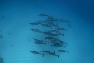 Spinner dolphins are swimming in the group. Dolphins near the bottom. Exotic vacation on Mauritius...