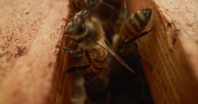Bees and honeycomb macro close-up