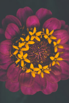 Velvet Flower Blossom Dark Moody. High quality photo