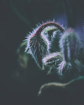 Velvet Flower Blossom Dark Moody. High quality photo