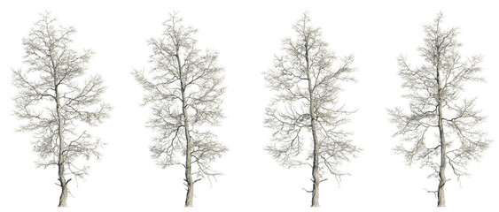 Set of trident maple or acer buergerianum trees, 3D rendering with transparent background