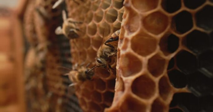 Bees and honeycomb macro close-up