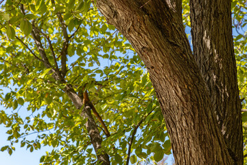 tree in the forest lighted by the sun reflection 