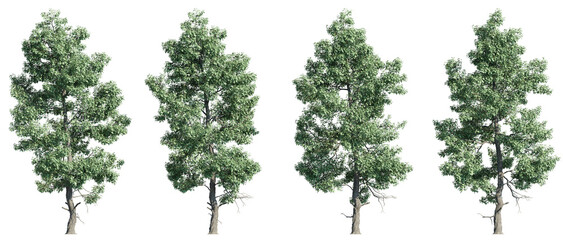 Set of trident maple or acer buergerianum trees, 3D rendering with transparent background