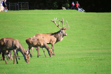 A view of a Red Deer in the Cheshire Countryside on a sunny day