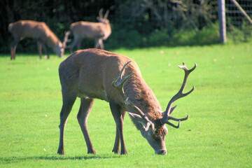 A view of a Red Deer in the Cheshire Countryside on a sunny day