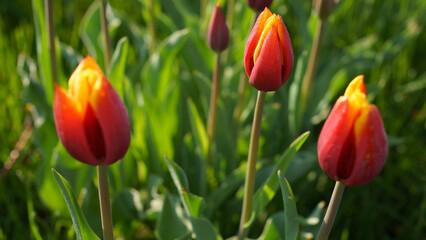 Blooming tulips on green grass	