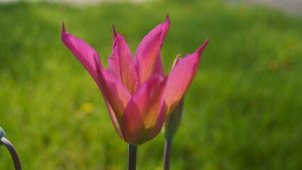 Blooming tulips on green grass	