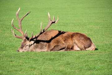 A view of a Red Deer in the Cheshire Countryside on a sunny day