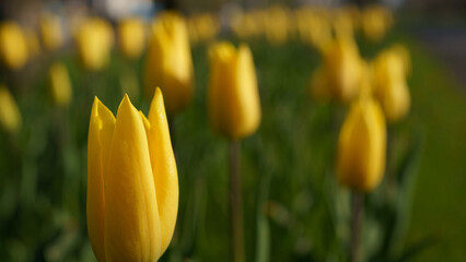 Blooming tulips on green grass	