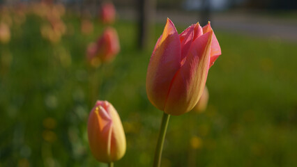 blooming tulips on green grass