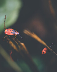 Fire Bug on a Flower moody dark. High quality photo