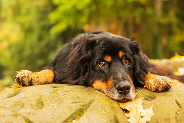 black and gold Hovie dog has his head resting on the leaves