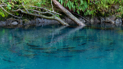 Salmon spawning in a river pool on Vancouver Island, British Columbia, Canada.