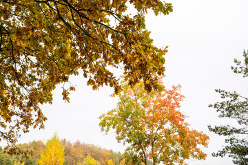 autumn leaves in the sun