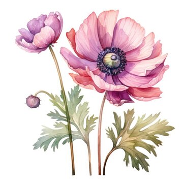 Magnificent anemone flower on a white background close-up, watercolor drawing. Generative AI