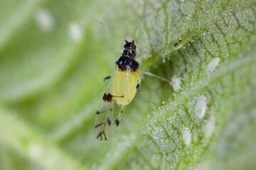 Japanese elm aphid (latin name is Tinocallis takachihoensis) species  introduced to Europe. Feeds...