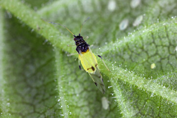 Japanese elm aphid (latin name is Tinocallis takachihoensis) species  introduced to Europe. Feeds on elm (Ulmus species) or Zelkova.