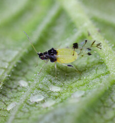 Japanese elm aphid (latin name is Tinocallis takachihoensis) species  introduced to Europe. Feeds...