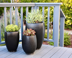 decorative ceramic pots with a variety of succulents