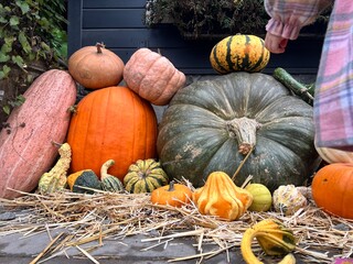 pumpkins and gourds