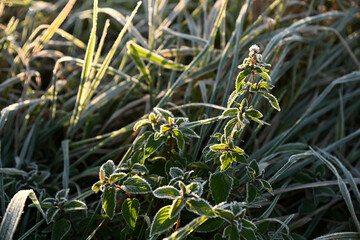Cold October morning or dawn. The first frost. Grass and wild mint covered with hoarfrost. 