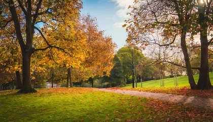 Foto op Plexiglas autumn in the park, trees in the park, autumn season, autumn scene in the park, beautiful trees in autumn © Arber