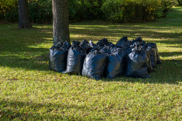 Plastic bags filled with fallen autumn leaves stand on green grass