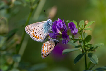 Pair of common blue butterflies on purple flower.  Polyommatus icarus.